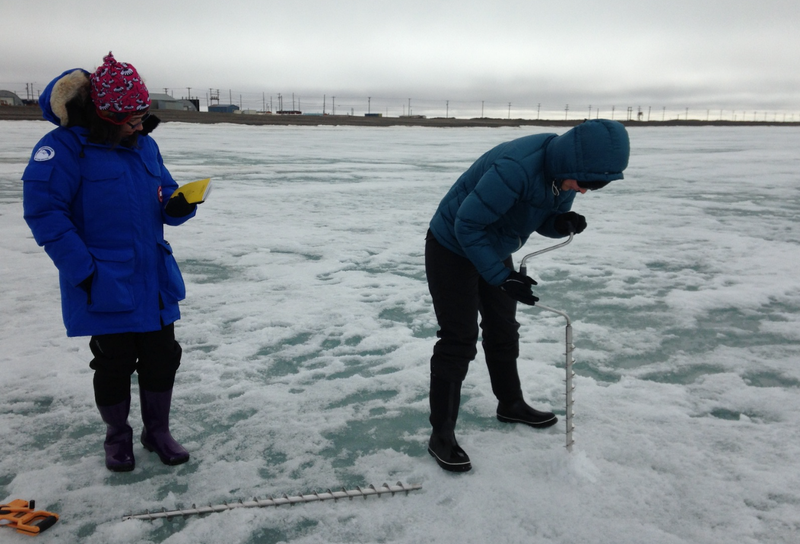 Researchers use an auger to drill into the sea ice off Barrow, Alaska. After drilling a hole, they use a tape measure to record ice thickness. Image: W. Meier, NASA